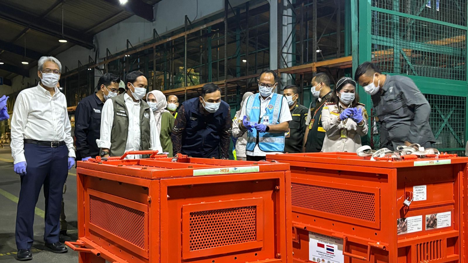 Garuda Indonesia Jalankan Misi Repatriasi Orangutan