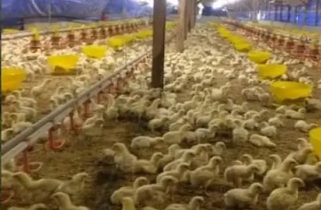 DEWI Cetak Laba Melejit 42,6 Persen di Semester I 2026