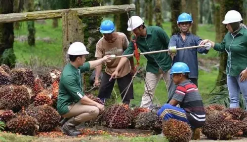 Astra Agro (AALI) Bagi Dividen Interim Rp233 per Saham, Cek Jadwalnya
