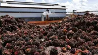 1,44 Miliar Saham NSSS Berpindah, Samuel Sekuritas Kuasai 21%