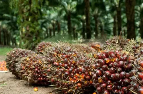 Harga Referensi CPO September 2026 Naik 1,10%