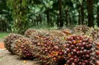Harga Referensi CPO September 2026 Naik 1,10%