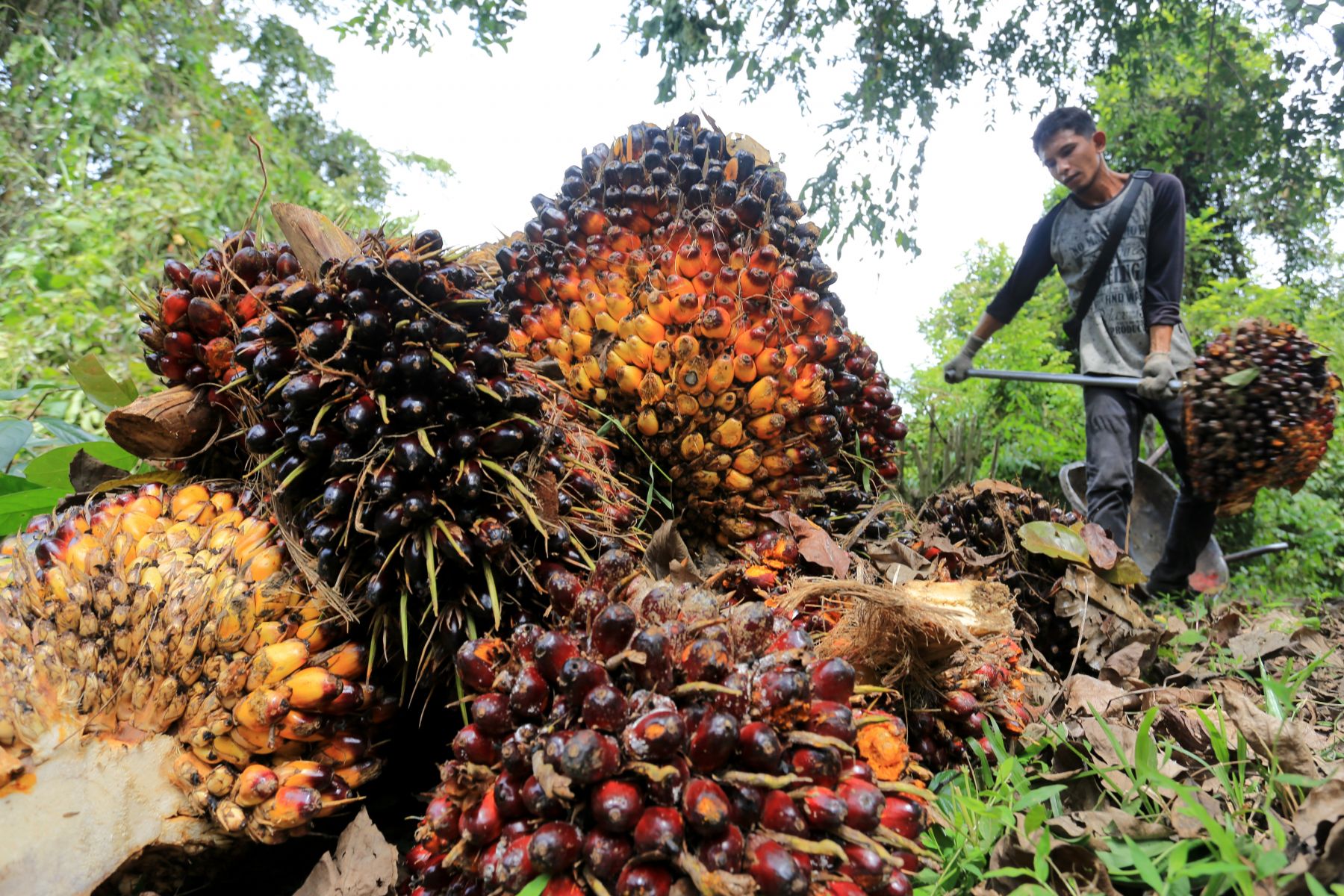 Harga Refrensi CPO Turun Pada Periode Januari 2026
