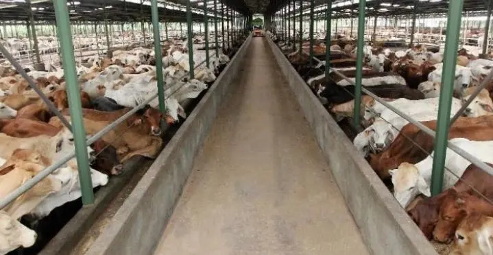 Rugi WMPP Susut 60%, Tapi Defisit Tembus Rp1,5T di 2025
