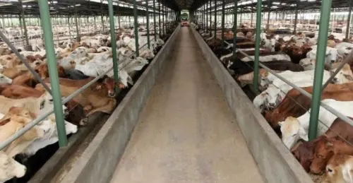 Rugi WMPP Susut 60%, Tapi Defisit Tembus Rp1,5T di 2025