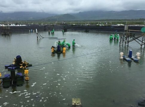 PT Agung Menjangan Mas Tbk (AMMS) resmi berganti pengendali. Radiant Ruby Company Ltd menuntaskan aksi pengambilalihan saham AMMS pada 24 Desember 2025, sekaligus mengukuhkan diri sebagai pemegang saham pengendali baru Perseroan.