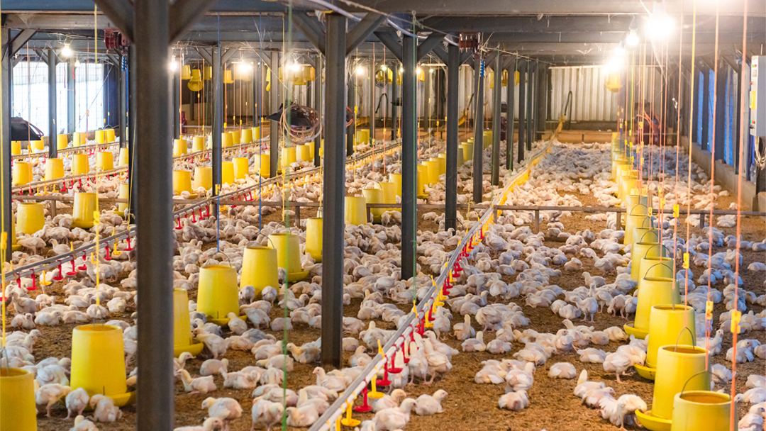 Direksi AYAM Beli 35 Juta Saham di Tengah Reli Harga