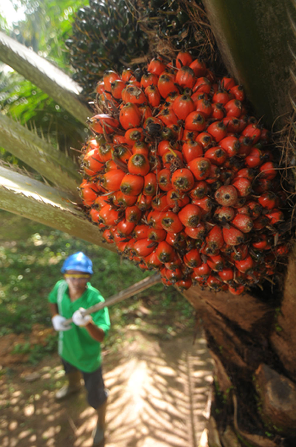 Posco Masuk SGRO, AGPA Ajukan Tender Wajib di Harga Rp 7.903 Per Saham
