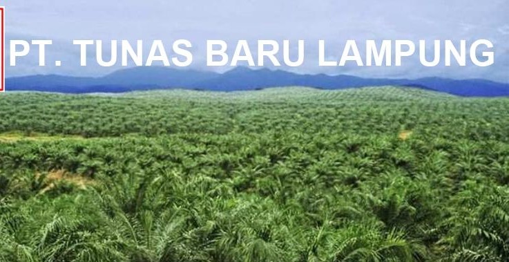 TBLA Catat Pendapatan Naik 10%, Tapi Laba Tergerus 3% di Semester I-2026